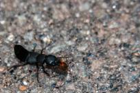 Horrible Bug Pfalz